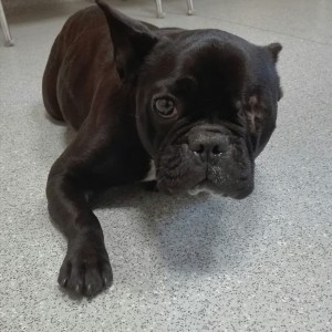 Rosie Bulldog at vets